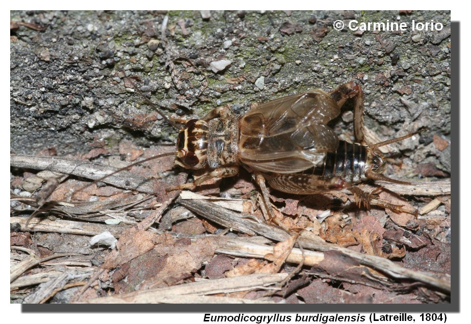 Un notturno canterino...Eumodicogryllus bordigalensis